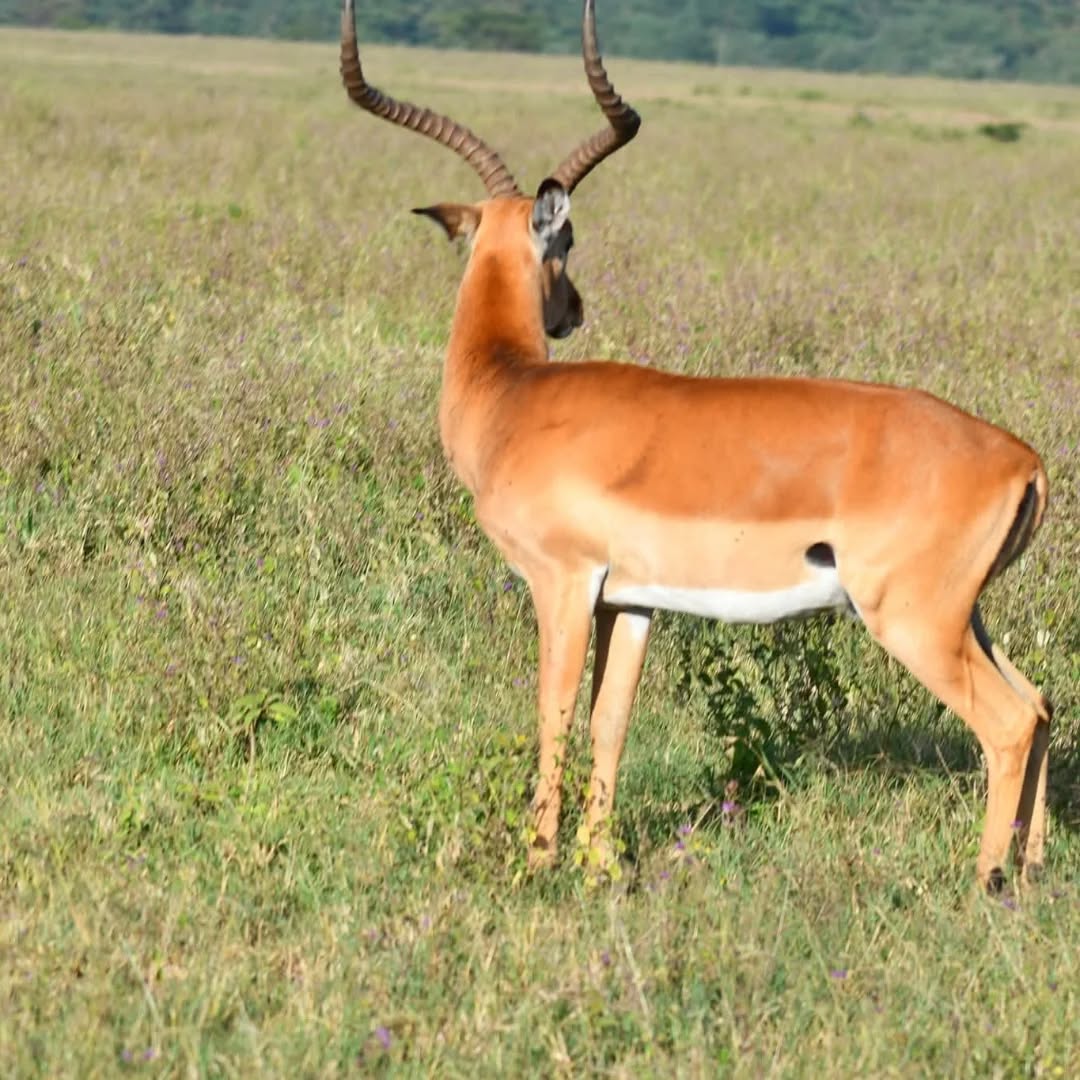 Ngorongoro Highlands